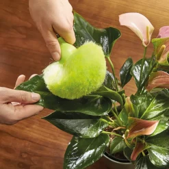 Discount Tempsl Brosse pompon