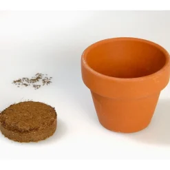 Online Tempsl Edelweiss