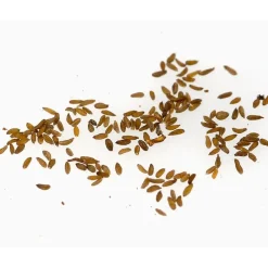 Online Tempsl Edelweiss