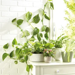 Discount Tempsl Lot de 50 guides de croissance