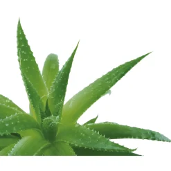 New Tempsl Lot de 2 savons à l'aloé vera