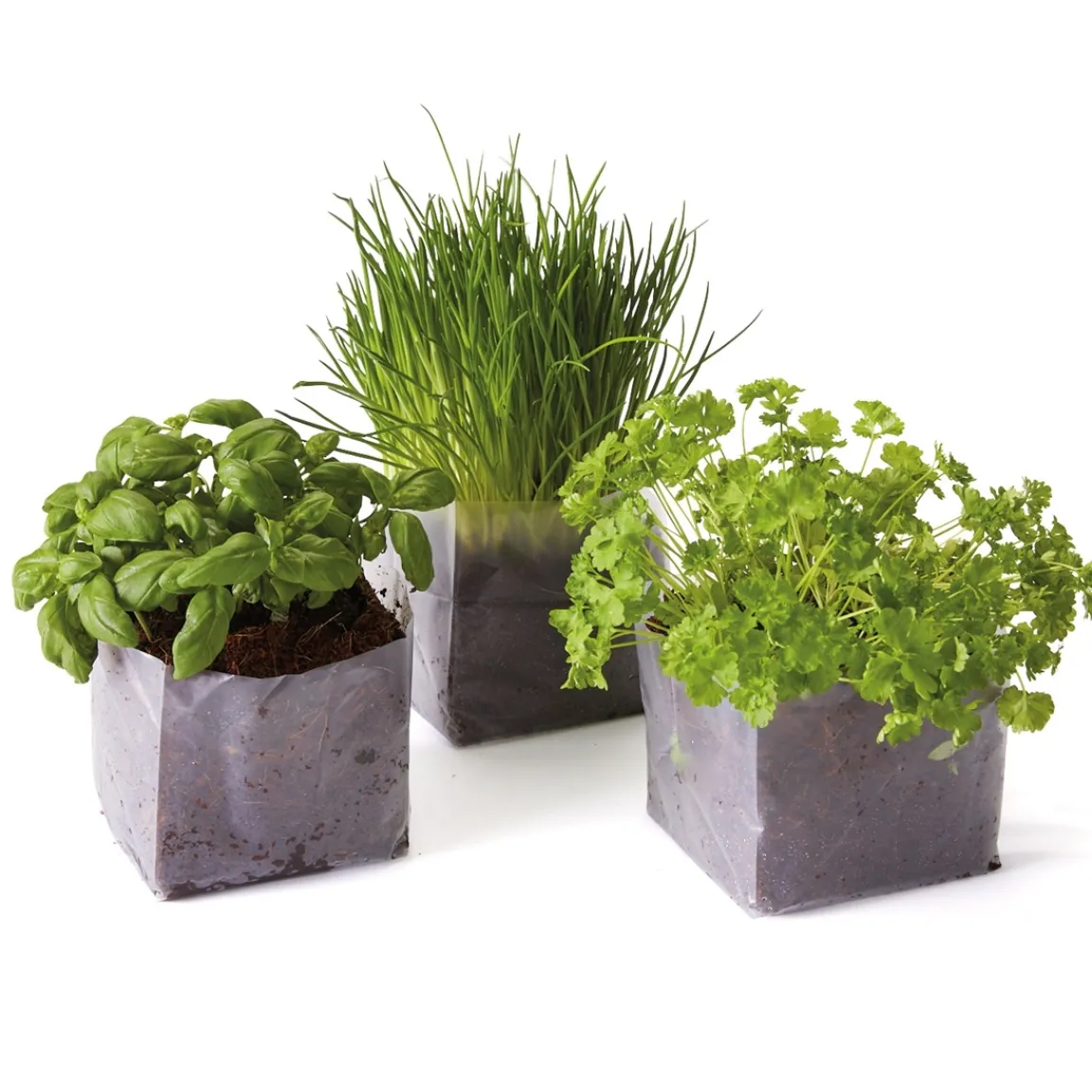 Best Tempsl Mon mini potager