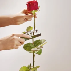 Online Tempsl Pince retire épines