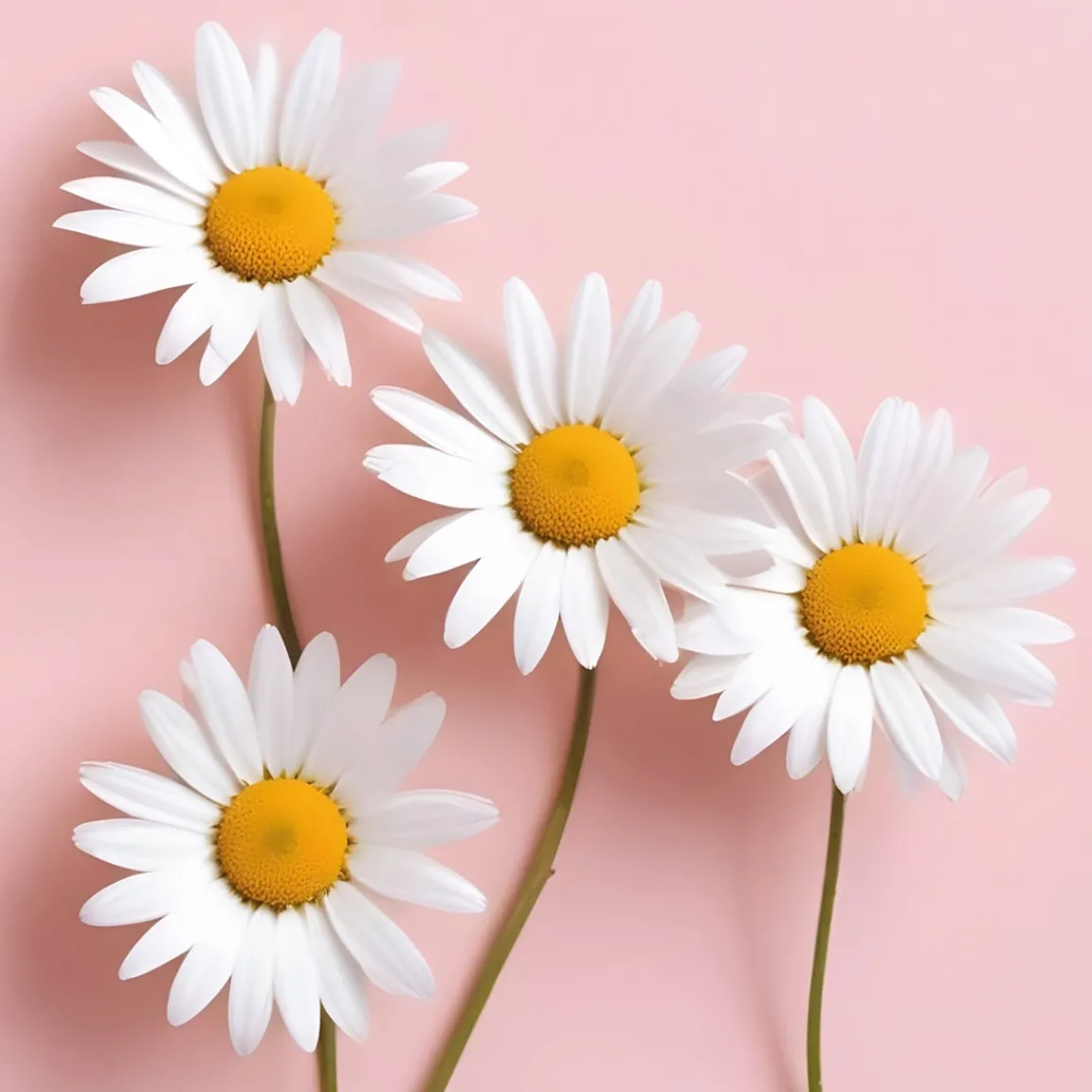 Tempsl Plant de camomille