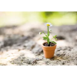 Tempsl Plant de camomille