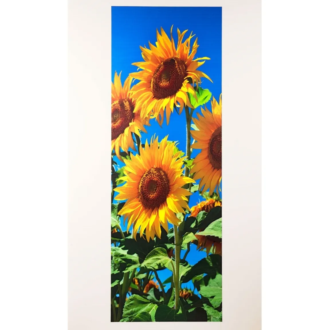 Best Tempsl Poster de porte tournesols