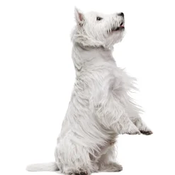 Best Tempsl Pot de fleurs