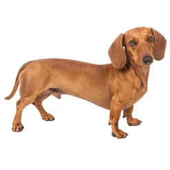 Best Tempsl Pot de fleurs