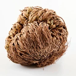 New Tempsl Rose de Jéricho